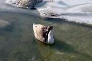 Фотография к новости: Замерзающего лебедя в Актау навестили специалисты