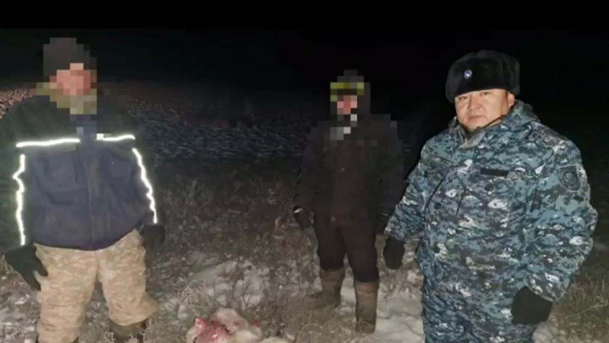 Сайгаков отстреливали в заповеднике в Жамбылской области