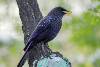 Фотография к новости: Объявлена Птица года 2023 в Казахстане