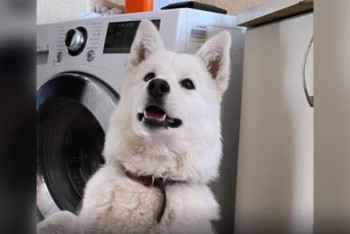 Фотография к новости: За убийство домашней собаки накажут сотрудника ветслужбы в Аксу