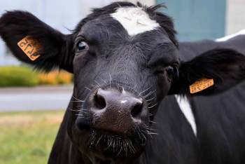 Фотография к новости: Запрет на вывоз сельхозживотных ввели в Костанайской области