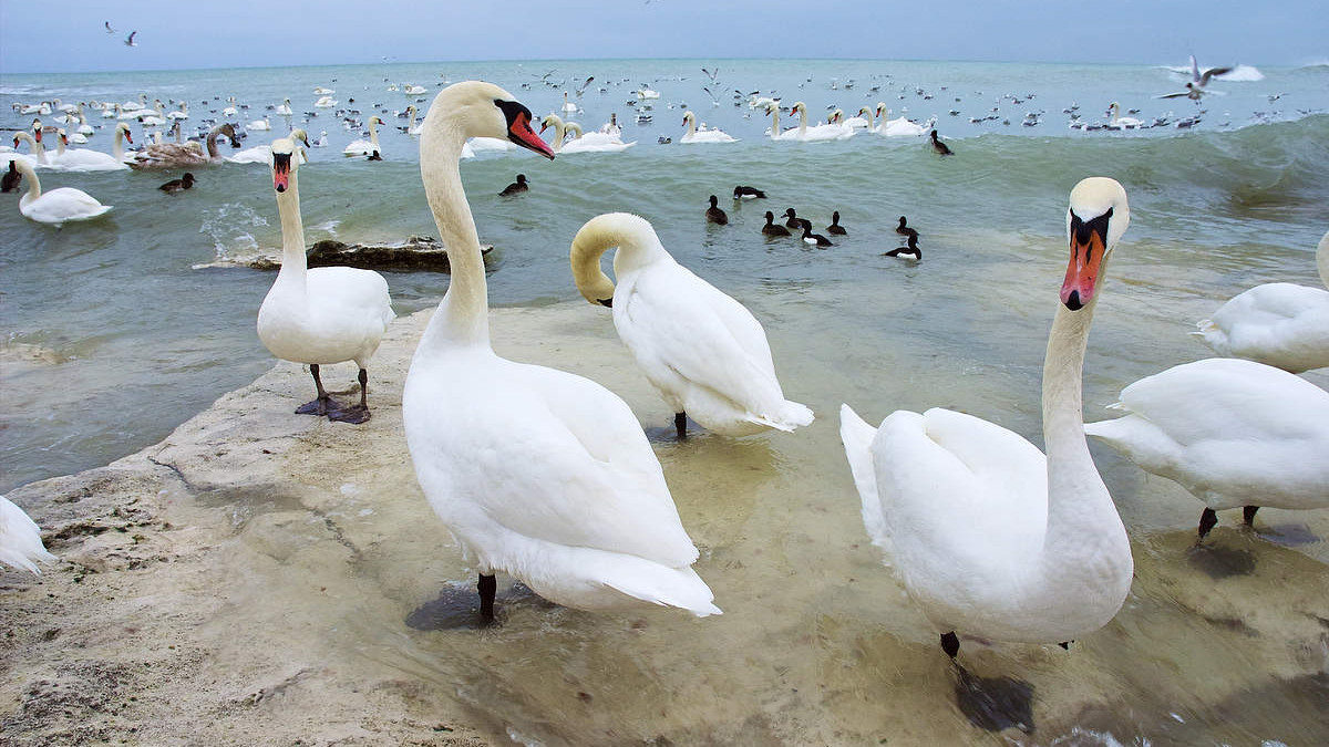 birds.kz/Олег Белялов