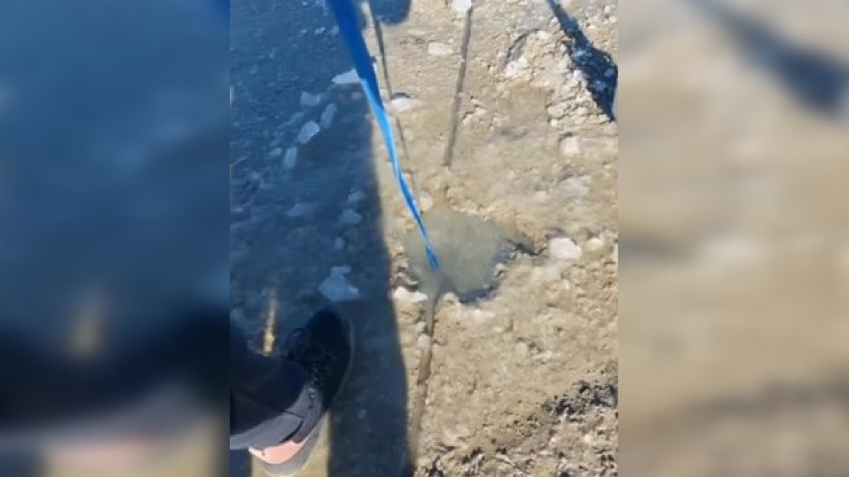 cкриншот с видео