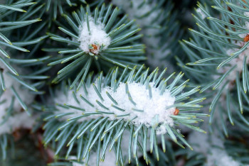 Фотография к новости: О погоде до 25 января сообщили синоптики в Казахстане