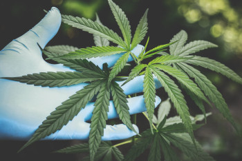 Законность вырубки конопли в Чуйской долине проверит Минэкологии РК