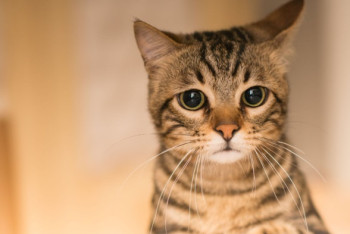 Фотография к новости: Полицейские Талдыкоргана установили личность мужчины, издевавшегося над кошкой