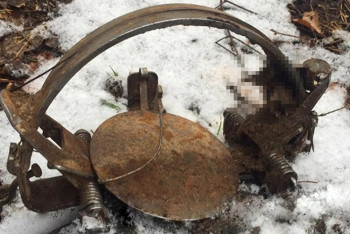 Фотография к новости: Полиция нашла тех, кто установил капкан в президентском парке Астаны