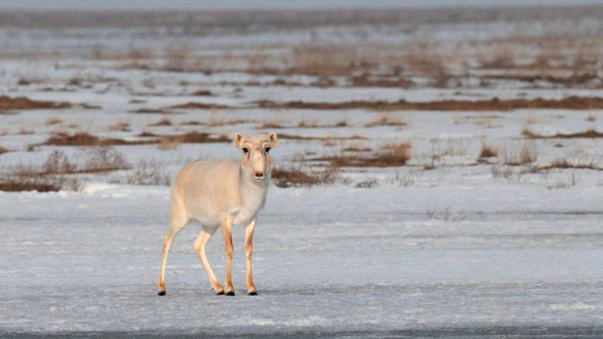 t.me/EcologyofQazaqstan