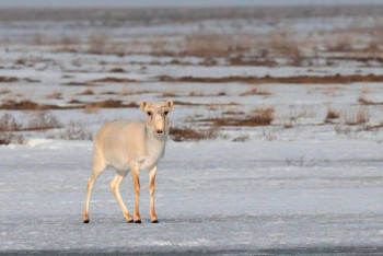 Фотография к новости: Охота на сайгаков: в Минэкологии объяснили необходимость отстрела животных