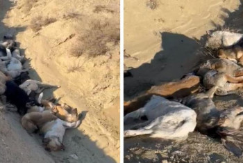 Фотография к новости: Десятки трупов собак нашли зоозащитники недалеко от Актау