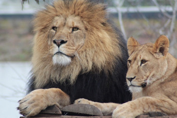 Фотография к новости: Первая укротительница львов навещает своих любимцев в зоопарке Шымкента