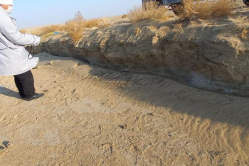 Фотография к новости: Яму с мертвыми собаками продезинфицировали в Актау