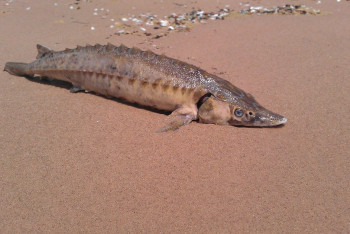 Фотография к новости: На три года отправили в тюрьму жителя Мангистау за ловлю пяти осетров