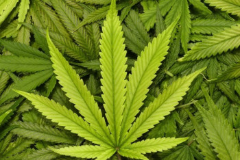 Фотография к новости: У представителей деструктивного течения изъяли наркотики в Атырау