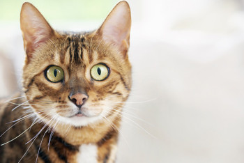 Фотография к новости: В Актау развернули операцию по спасению кошки