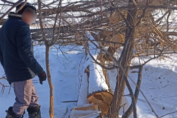 Фотография к новости: Лесополосу вырубил на дрова сельчанин в Жетысуской области