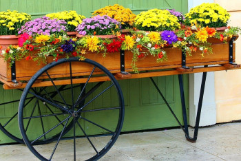 Фотография к новости: Президент поручил превратить Астану в город-сад