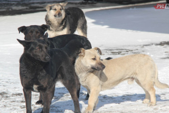 Фотография к новости: Мужчина выстрелил в собаку на автостоянке в Павлодаре