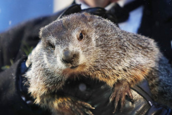 Фотография к новости: Сурок Фил предсказал позднюю весну