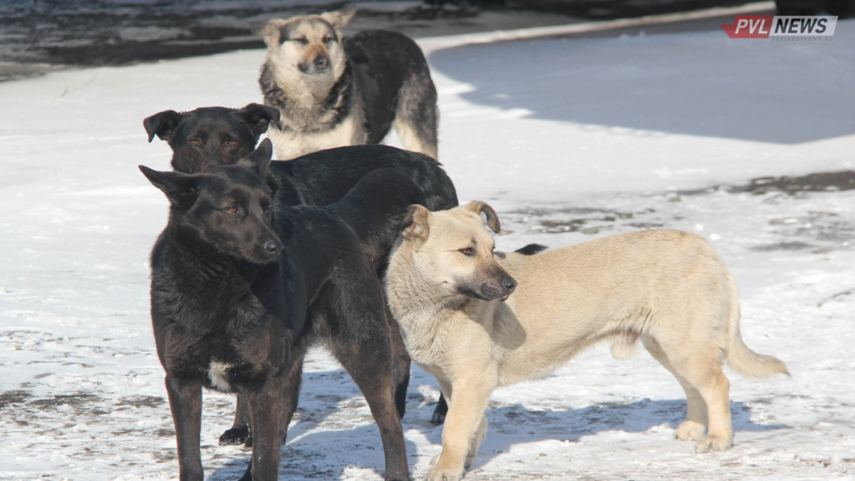 pavlodarnews.kz/Константин Шелков