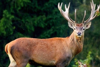 Фотография к новости: Бизнес на пантах в Казахстане: сколько зарабатывают и прибылен ли он