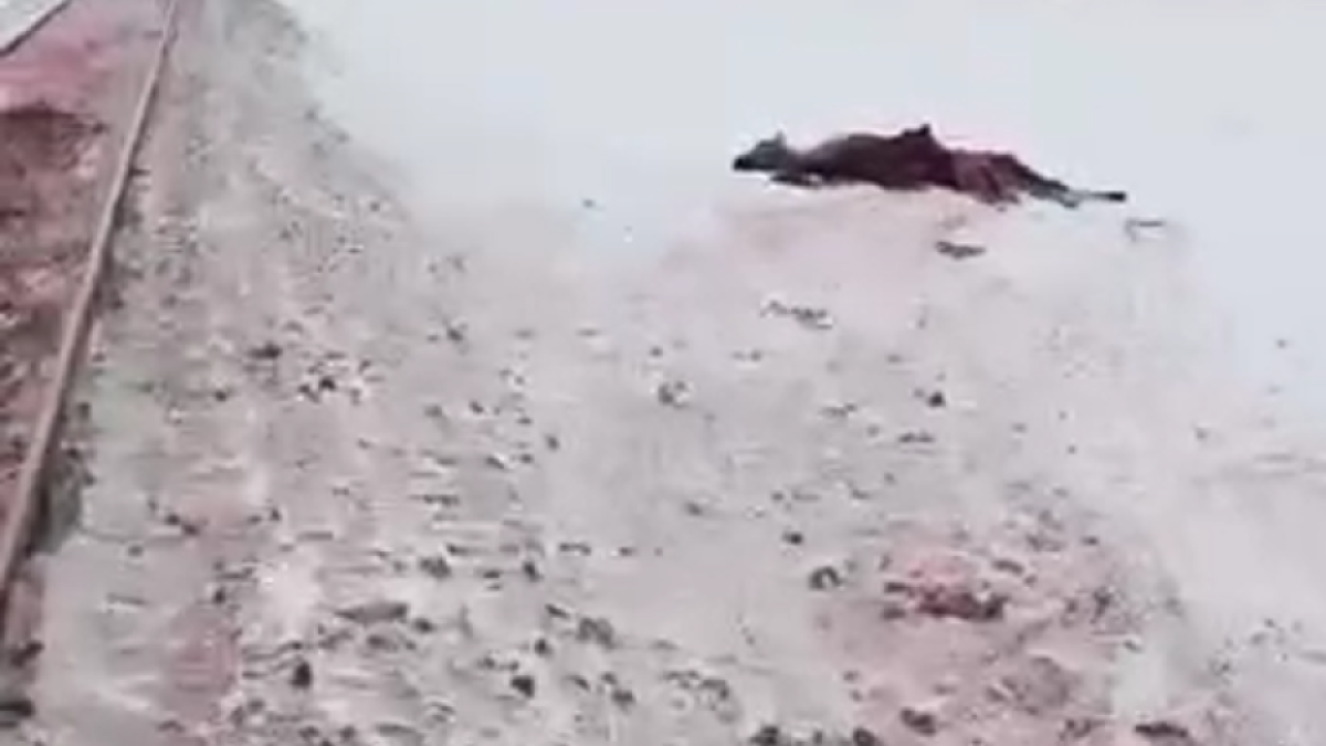 кадр из видео