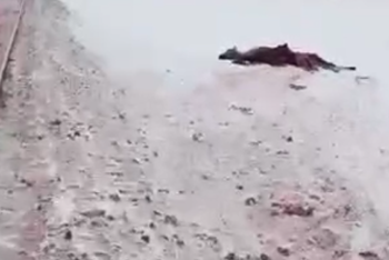 Фотография к новости: Пассажирский поезд сбил шесть лошадей в области Улытау