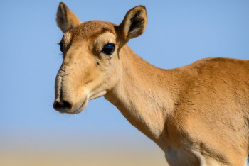 Фотография к новости: Популяция сайгаков растёт в Павлодарской области