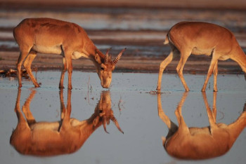 Фотография к новости: Как одомашнить краснокнижного сайгака. Мнения экспертов