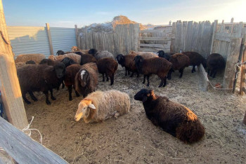 Отару овец похитили злоумышленники в Атырауской области