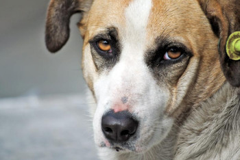 Фотография к новости: Собаки с бирками на ушах появятся на улицах Павлодара