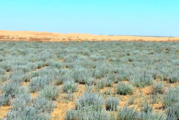 Фотография к новости: Мангистау показал отрицательную рентабельность в земледелии