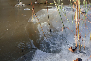 Фотография к новости: Рыба задыхается в водоёмах Павлодарской области