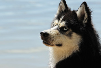 Фотография к новости: 30 собак чуть не съели друг друга от голода после внезапной смерти хозяина