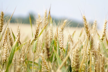 Закон о перераспределении функций по госконтролю за охраной земель рассмотрели сенаторы