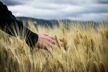 Как будут наказывать госслужащих за нарушение земельного законодательства в Казахстане