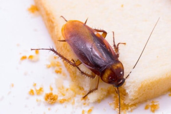 Фотография к новости: "Семь кругов ада", "Тараканы в еде" - мангистаусцы жалуются на состояние местных больниц