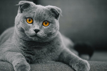 Фотография к новости: Павлодарца приговорили к общественным работам за жестокое обращение с котом