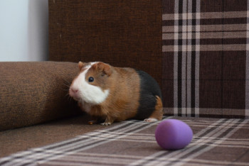 Фотография к новости: Учитель биологии убила морскую свинку и разделала её вместе с учениками в Алматы