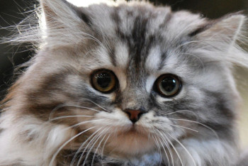 Фотография к новости: Кошку в завязанном пакете выбросили в мусорный бак в  Усть-Каменогорске