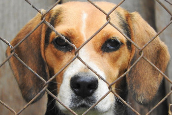 Фотография к новости: Волонтёры поймали поставщика собачатины в рестораны Акмолинской области