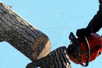 Фотография к новости: Незаконная вырубка плодовых деревьев в Алматы: вместо 63 высадят 3150