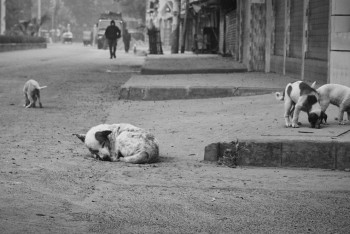 Фотография к новости: Разделывал и продавал мясо собак: о расследовании сообщили в полиции Акмолинской области