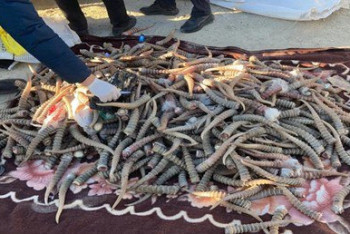 Фотография к новости: В Мангистау задержана истреблявшая сайгаков ОПГ