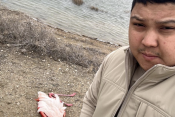 Фотография к новости: В заповедной зоне Актау найден мёртвый фламинго