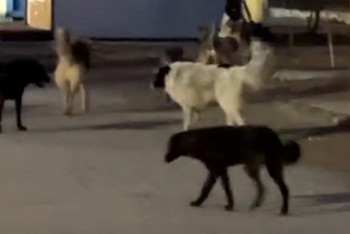 Фотография к новости: Свора собак нагоняет страх на жителей Актау