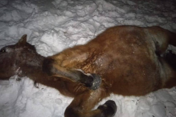 Грузовой поезд сбил табун лошадей в Акмолинской области