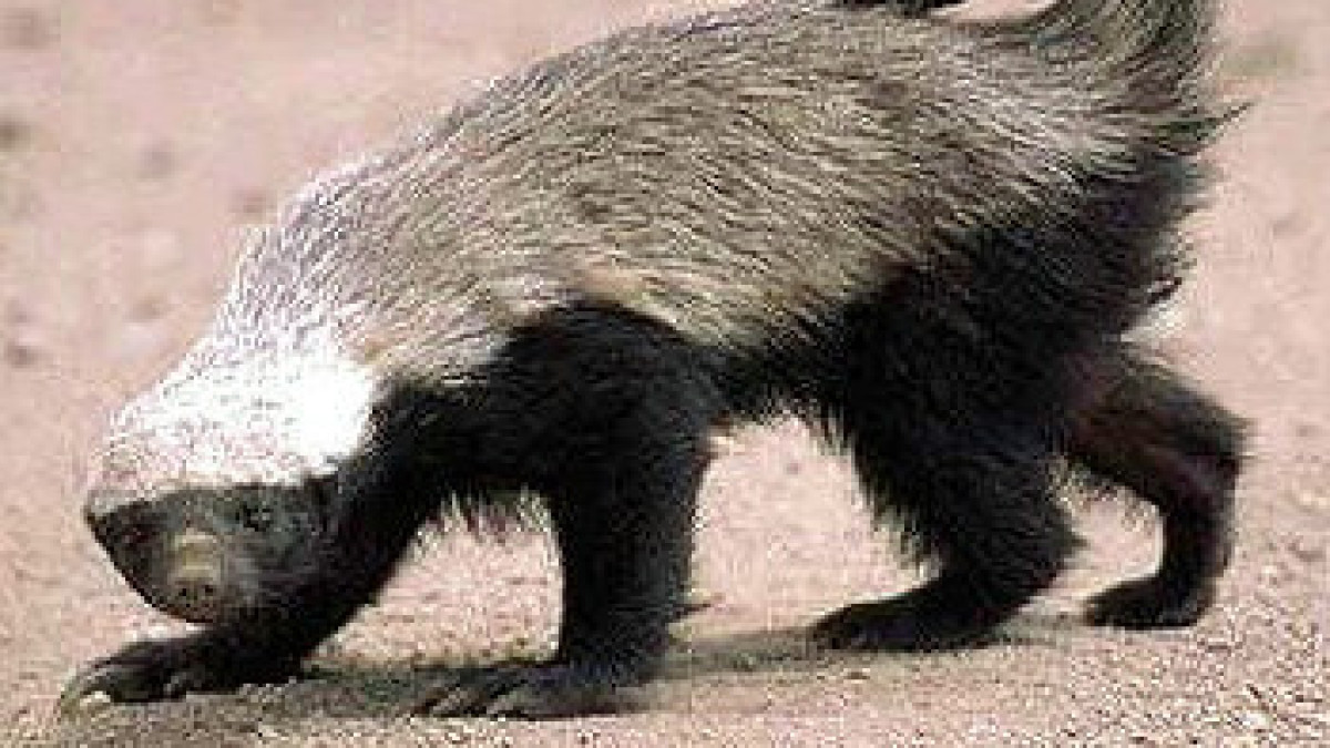 commons.wikimedia.org