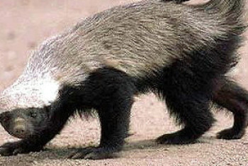 Фотография к новости: Краснокнижного медоеда сняли на видео в Мангистауской области