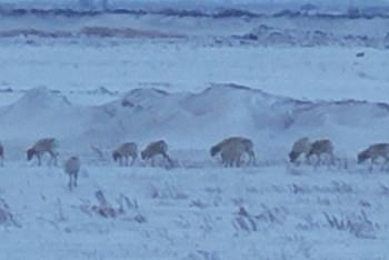 Стадо сайгаков засняли рядом с Астаной